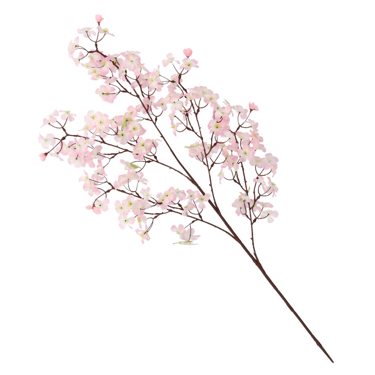 桜の大枝M