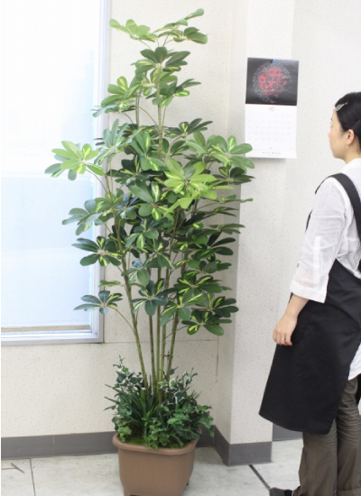 カポックツリー 180cm フェイクグリーン 造花 観葉植物 CT触媒 snb