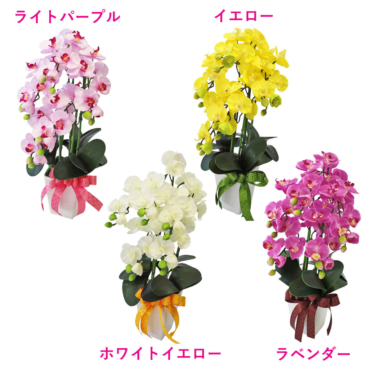 �~�j�Ӓ����̎荠�ȑ傫���̔��A��3�{���� CT�G�} ���� �V���N�t�����[ �C���e���A �t�����[�A�����W�����g