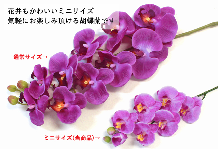 �~�j�Ӓ����̎荠�ȑ傫���̔��A��3�{���� CT�G�} ���� �V���N�t�����[ �C���e���A �t�����[�A�����W�����g
